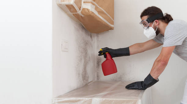 Professional Mold Cleanup technician working in Hopkins, MI