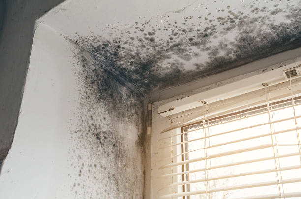 Affordable Mold Cleanup solutions in Hopkins, MI